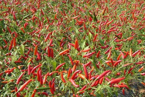 印江七万亩辣椒迎丰收 采收加工一片“红”