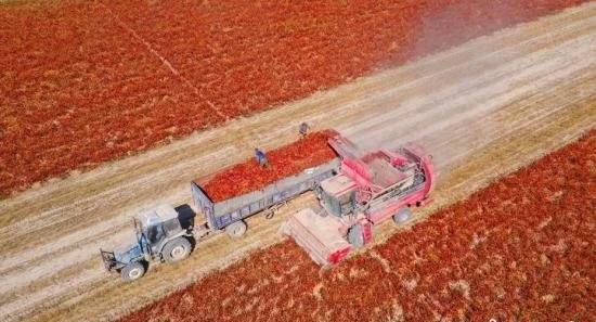 新疆辣椒产业化种植生产，大机械采收 自动化设备加工